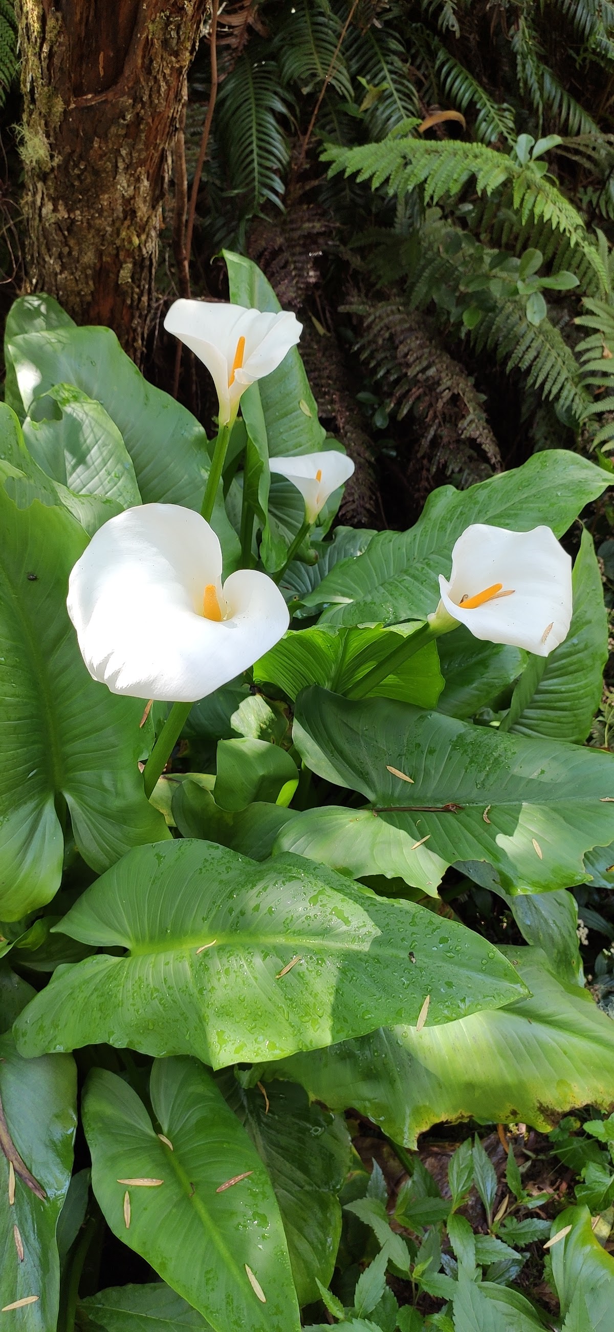 Point de vue Salazie - 2